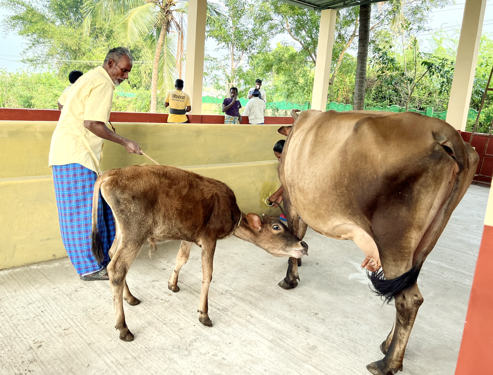 Every day we get milk from our cows